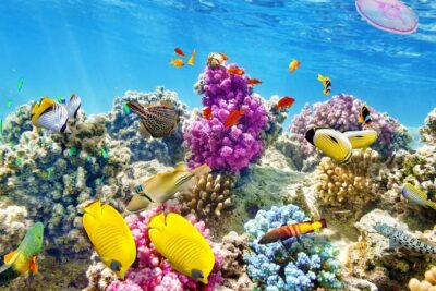 Swimming with Dolphin VIP Snorkeling Sea Trip With Lunch and Transfer – Hurghada