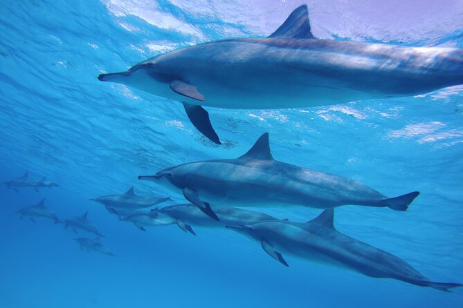 Swimming with Dolphin VIP Snorkeling Sea Trip With Lunch and Transfer - Hurghada - The crew and how much help you receive