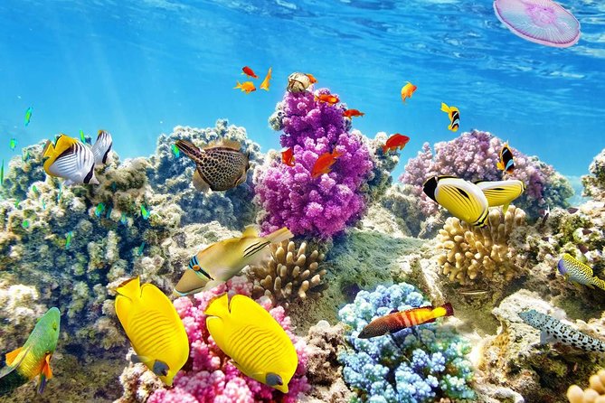 Swimming with Dolphin VIP Snorkeling Sea Trip With Lunch and Transfer - Hurghada - The morning pickup and marina transfer