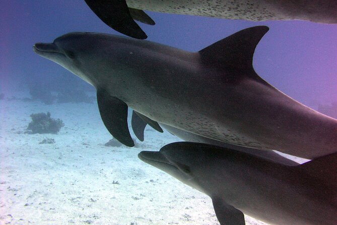 Swimming with Dolphins and Banana Boat Sea Trip Day Experience - Hurghada - Leaving Hurghada at 7:30 am
