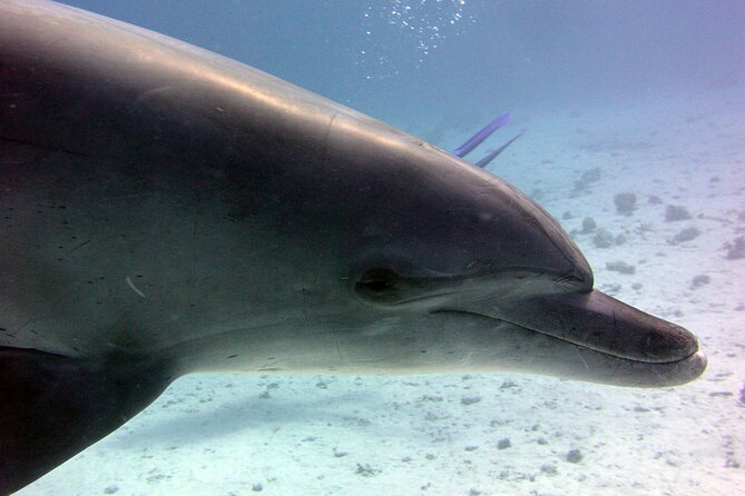 Swimming with Dolphins and Banana Boat Sea Trip Day Experience - Hurghada - Banana boat, crazy sofa, and water activities