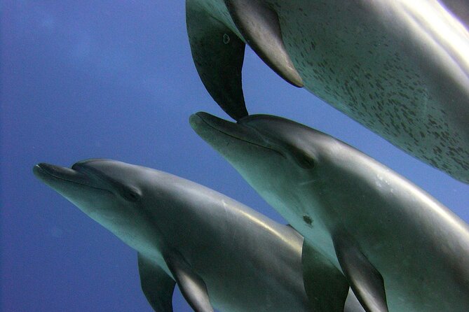 Swimming with Dolphins and Banana Boat Sea Trip Day Experience - Hurghada - Is $10 good value in Hurghada?