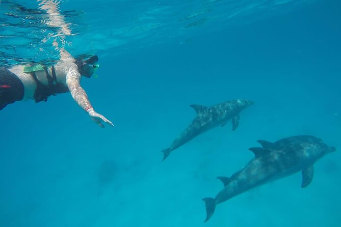 Swimming with Dolphins by Private Speed Boat - Hurghada - How this compares with a standard dolphin excursion