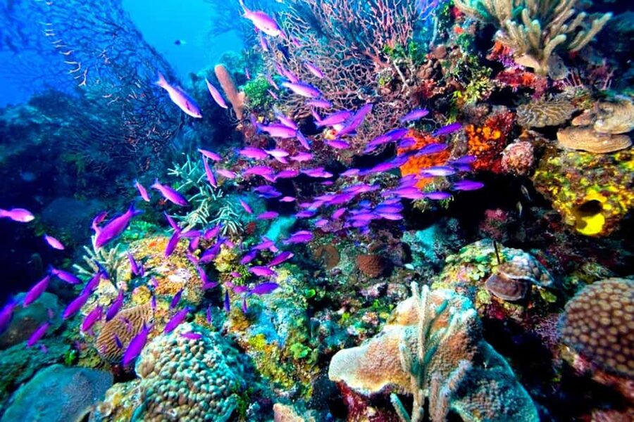 Tiran Island: Full-day Snorkeling, Diving Boat Trip - Life on the boat between sessions