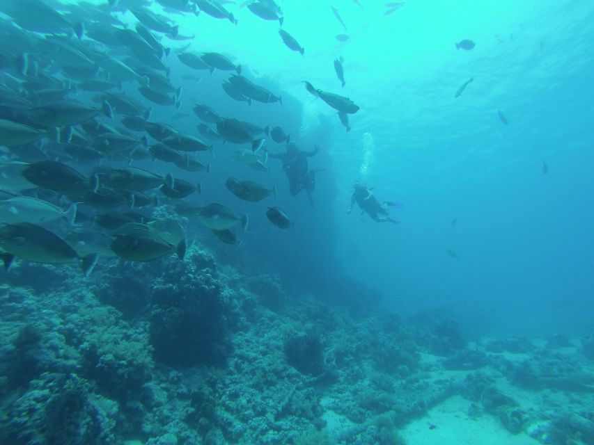 Tiran Island: Full-day Snorkeling, Diving Boat Trip - Tips for making the day run better