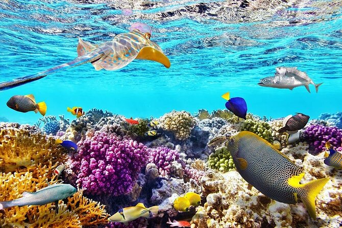 Tiran Island Snorkeling Excursion - Why this Red Sea day trip works well