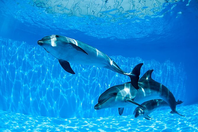 Tour and Swimming at the Dolphin House in Hurghada - What the seven-hour Dolphin House day is really like