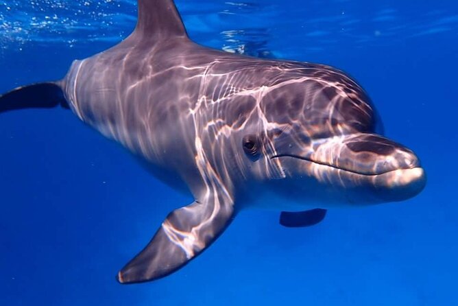 Tour and Swimming at the Dolphin House in Hurghada - The boat, crew, and guide service