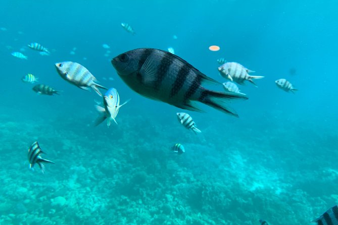 Trip on a glass bottom boat from Hurghada - One slow hour over Hurghada’s reefs