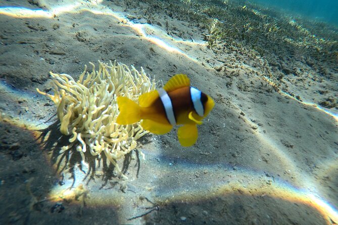 Try Scuba Diving Experience for Beginners in Hurghada - The first reef session: getting used to the sea