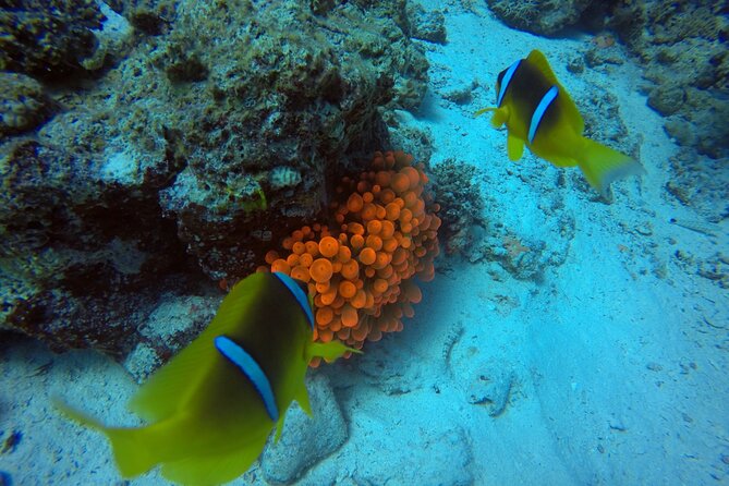Try Scuba Diving Experience for Beginners in Hurghada - Lunch and a second reef site