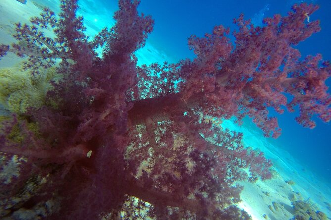 Try Scuba Diving Experience for Beginners in Hurghada - Coral, fish, and realistic wildlife expectations