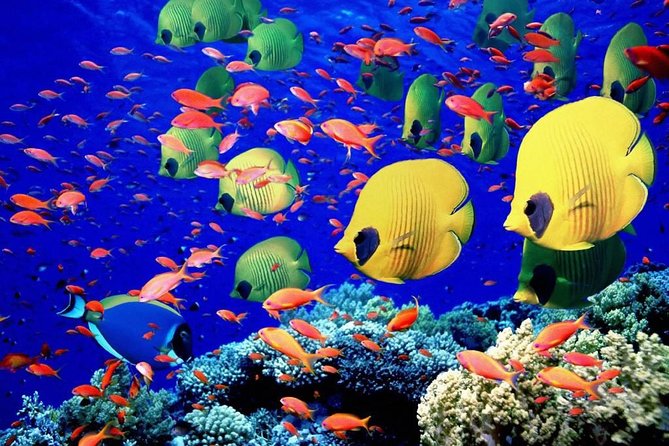 Unforgettable Submarine Trip with Snorkeling from Hurghada - Hotel pickup can make a cheap tour worthwhile