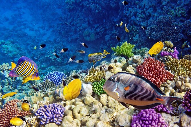 Unforgettable Submarine Trip with Snorkeling from Hurghada - The boat ride and underwater windows
