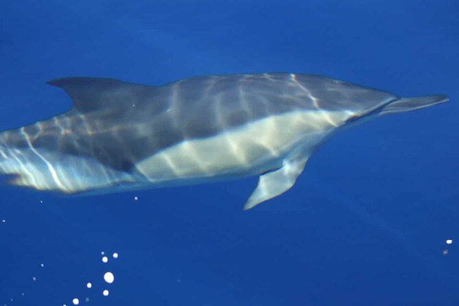ViP Full Day Swimming With Dolphin Sea Trip With Lunch - Hurghada - Leaving Hurghada for the Red Sea