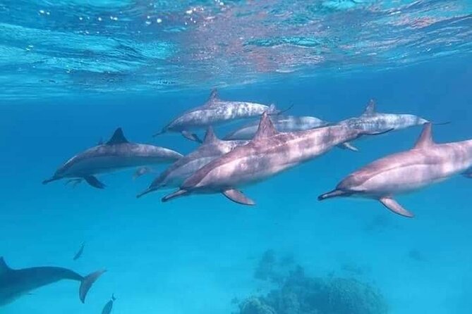 ViP Full Day Swimming With Dolphin Sea Trip With Lunch - Hurghada - The crew and the feel of the boat