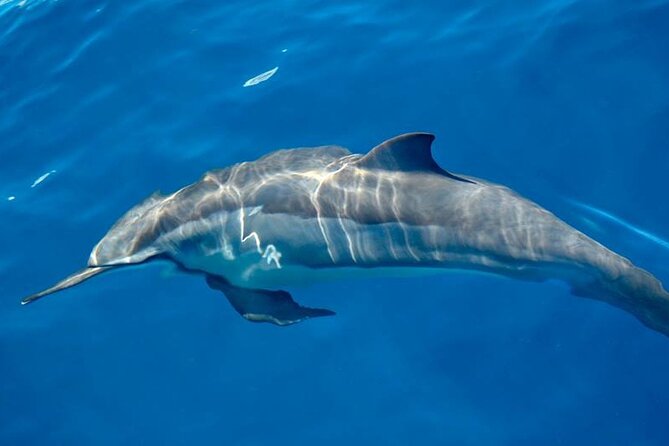 ViP Full Day Swimming With Dolphin Sea Trip With Lunch - Hurghada - What the $15.30 price really includes