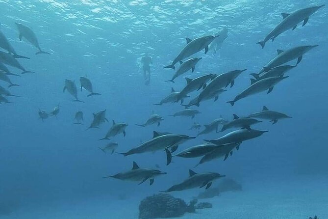 ViP Full Day Swimming With Dolphin Sea Trip With Lunch - Hurghada - Booking, cancellation, and practical details