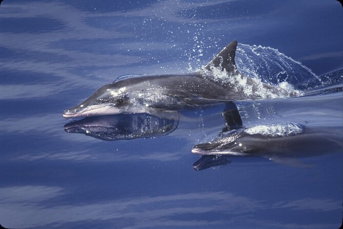 ViP Full Day Swimming With Dolphin Sea Trip With Lunch - Hurghada - Snorkeling above colorful coral reefs
