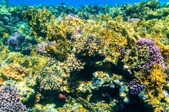 VIP -White Island & Ras Mohamed Snorkel Excursion - Ras Mohamed and the Red Sea reefs